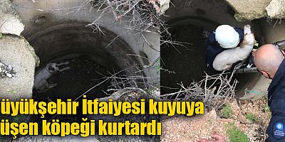 Büyükşehir İtfaiyesi kuyuya düşen köpeği kurtardı