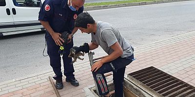 Büyükşehir itfaiyesinden kedi kurtarma operasyonu