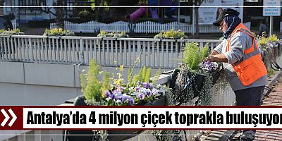 Büyükşehir kentin dört bir yanına kışlık çiçek dikiyor