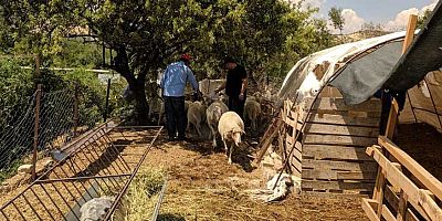 Büyükşehir Korkuteli’de parazit ilaçlaması yaptı