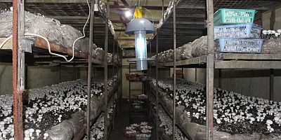 Büyükşehir mantar üreticisinin de yanında