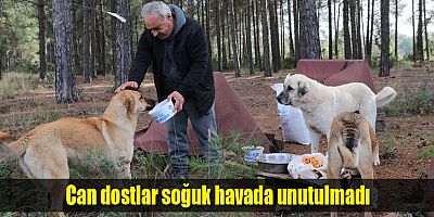 Büyükşehir ormanlık alanda bulunan hayvanları besledi