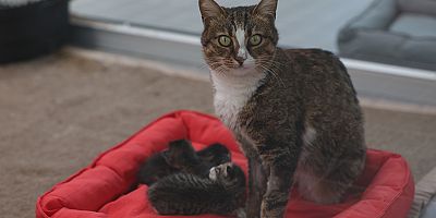 Büyükşehir petshop sahiplerine ücretsiz eğitim verecek