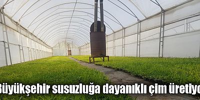 Büyükşehir susuzluğa dayanıklı çim üretiyor