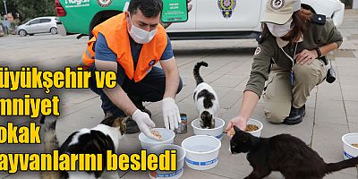 Büyükşehir ve Emniyet sokak hayvanlarını besledi