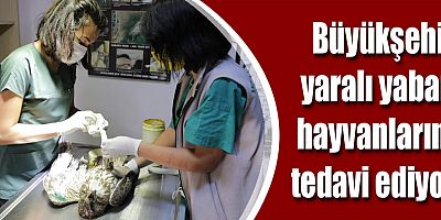 Büyükşehir yaralı yaban hayvanlarını tedavi ediyor