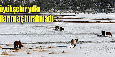 Büyükşehir yılkı atlarını aç bırakmadı