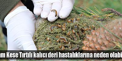 Çam Kese Tırtılı Kalıcı Deri Hastalıklarına Neden Olabilir