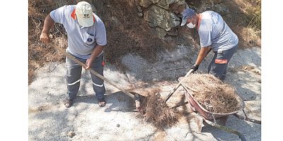 Çam pürleri temizlendi