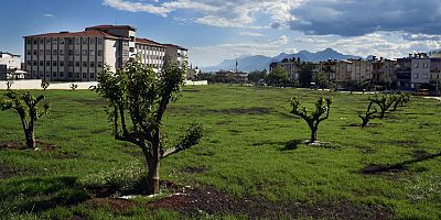 Çamlıbel’e narenciye bahçesi