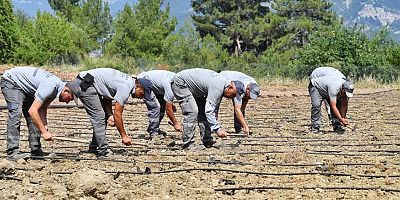 Çandır Fasulyesi toprağa merhaba dedi