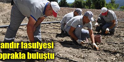 Çandır fasulyesi toprakla buluştu