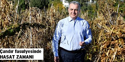 Çandır fasulyesinde hasat zamanı