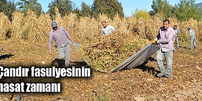 Çandır fasulyesinin hasat zamanı