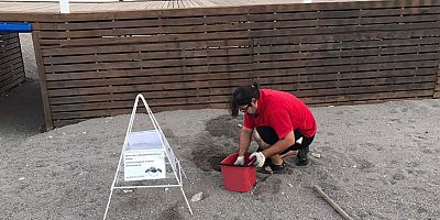 Caretta Caretta'nın yuvası sahilden uzak yere taşındı