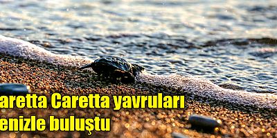 Caretta Caretta yavruları denizle buluştu