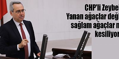 sağlam ağaçlar mı kesiliyor?