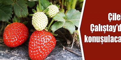Çilek, Çalıştay'da konuşulacak