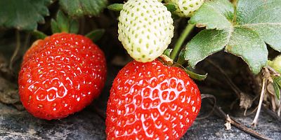 Çilekte üretim artıyor ama verim düşük…