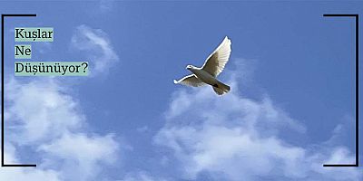 Çocuklar Kuşların Gözünden Dünyayı Keşfedecek