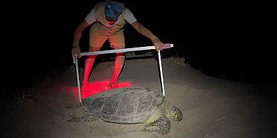 Deniz Kaplumbağası Koruma Çalışmaları, İkinci Nesil Annelerle Taçlandı