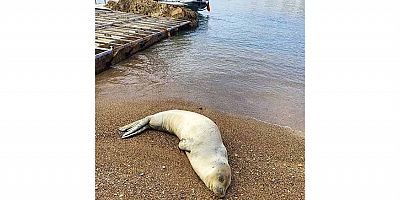 Deniz Polisi, Yunanistan’dan Kaçan Akdeniz Fokunu Yeniden Mavi Sularla Buluşturdu 