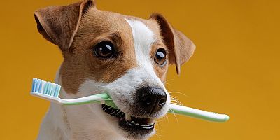 Diş Röntgeni Çektirmiyorsanız, Köpeğinizi Eve Hasta Götürüyor Olabilirsiniz!