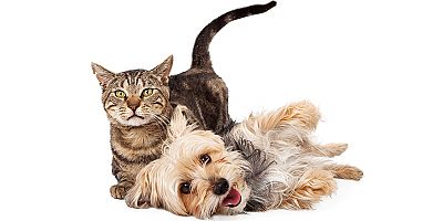 Dişi Kedilerinizi Kısırlaştırın, Meme Kanseri ve Rahim İltihabının Önüne Geçin!