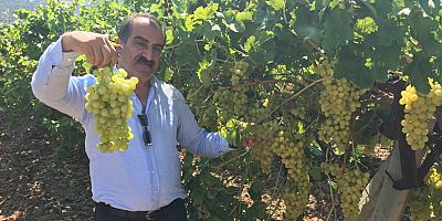 Diyabet hastalarının yolunu dört gözle beklediği Superior Seedless üzümü sofralardaki yerini aldı