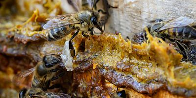 Doğadan Gelen Enfeksiyon Savarlar Bal ve Propolis