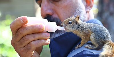 Doğadan kopan yavru minikler şefkatle büyütülüyor