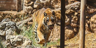 Doğal Yaşam Parkı’nda Dünya Kaplan Günü kutlandı