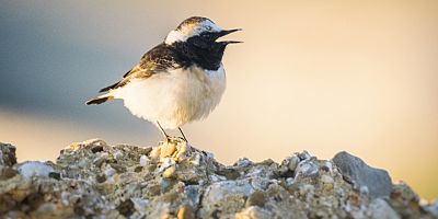 Doğaya Kanat Açtık projesinin 2023 yılındaki ilk rotası Antalya oldu