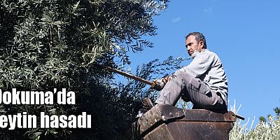 Dokuma’da zeytin hasadı