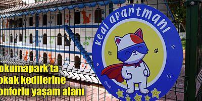 Dokumapark’ta sokak kedilerine konforlu yaşam alanı