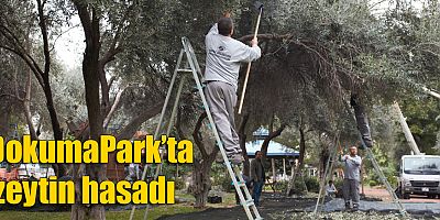 DokumaPark’ta zeytin hasadı