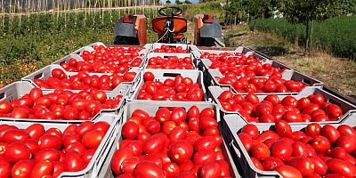 Domates ihracatına getirilen yasak hem ihracata hem üreticiye zarar verecek