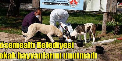Döşemealtı Belediyesi sokak hayvanlarını unutmadı