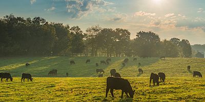Dünya devinden geleceği besleme yolunda atılan dev adımlar