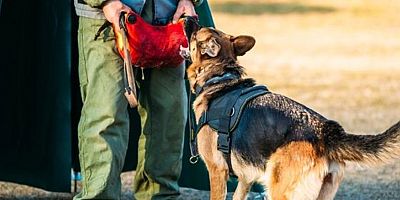 Eğitimli Köpekler Patlayıcı Madde Tehditlerine Karşı Hazır!