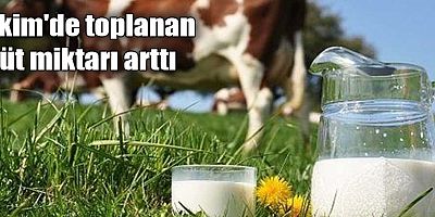 Ekim'de toplanan süt miktarı arttı