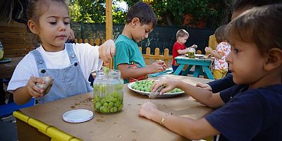 Ekiplerin topladığı zeytinleri minikler işledi