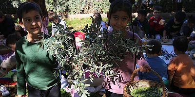 Ekolojik bahçeden zeytin hasadı