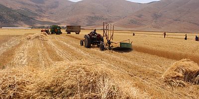 Elmalı'da ata tohumu bereketi yaşanıyor