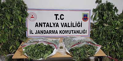 Elmalı'da esrar operasyonu