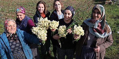 EMİTT nergis kokacak