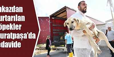 Enkazdan kurtarılan köpekler Muratpaşa’da tedavide