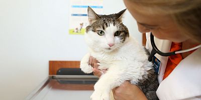 Erken teşhis hayvanların da yaşamını kurtarabilir