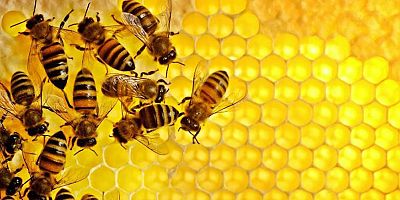 ETABAL Yönetim Kurulu Başkanı Aksoy; ‘2021 Yılında Arıcılık Sektörü Büyük Kayıp Yaşadı’