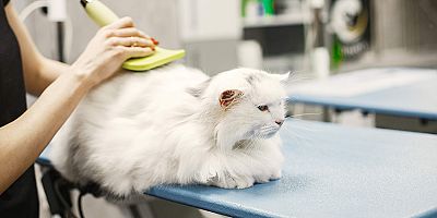 Evcil Hayvan Bakımında Sıkça Yapılan 15 Hata